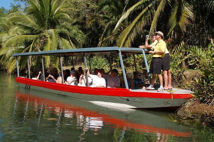 Damas Island mangrove