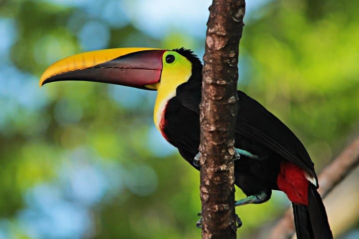 Manuel Antonio Morning Birdwatching
