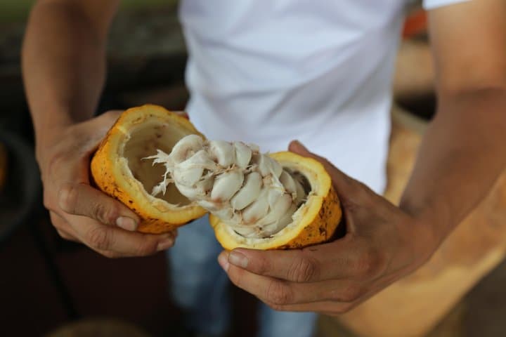 Fresh Cacao Fruits
