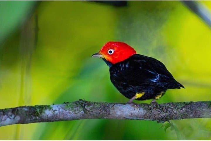 Nativos Corcovado Bird Watching