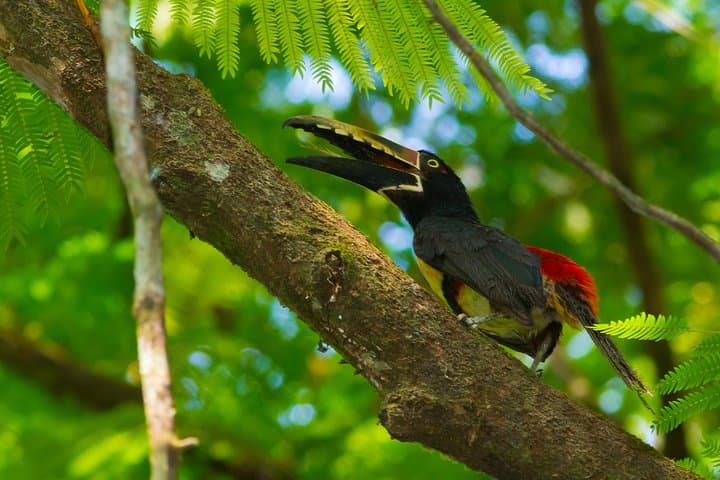 COLLARED ARACARI