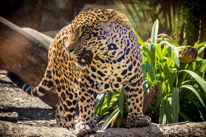 Nico - Jaguar at Diamante