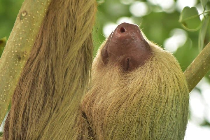 Sloth tour in La Fortuna|Arenal Volcano