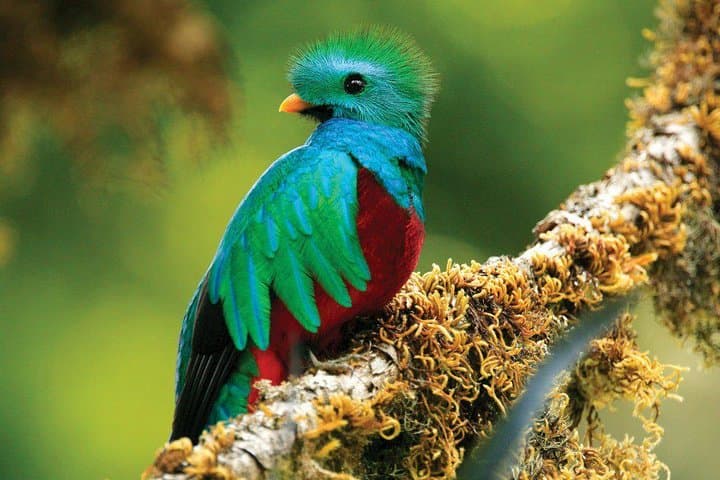 "Discover the magic of the cloud forest with SinwaTours".