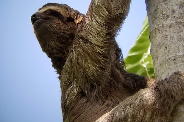 Sloth