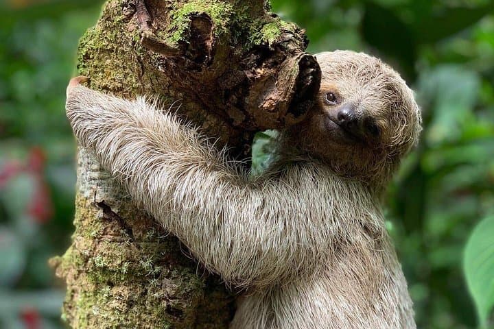 Sloth watching in La Fortuna,Arenal
