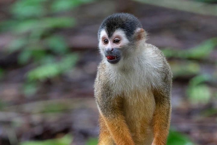 P.N. Day Tour Manuel Antonio