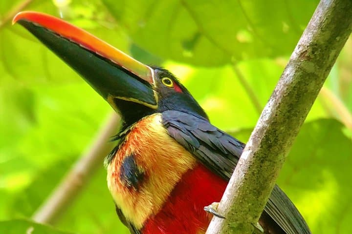 A fiery-billed aracari perched on a branch in the rainforest canopy