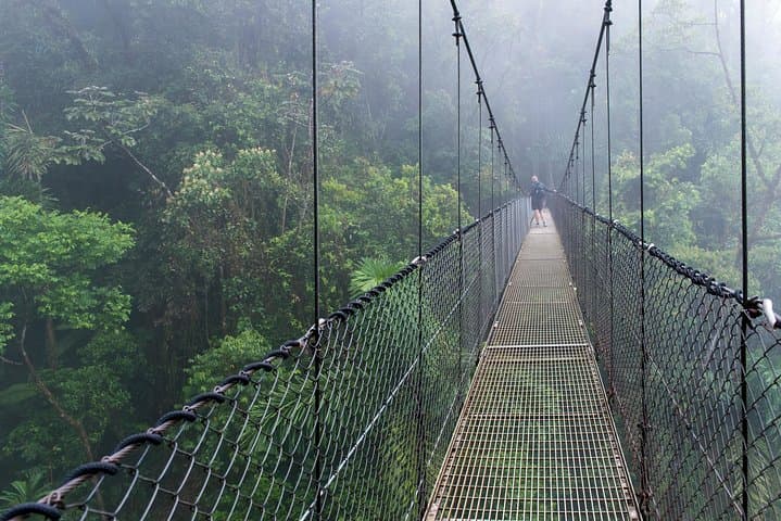 Lush rainforest