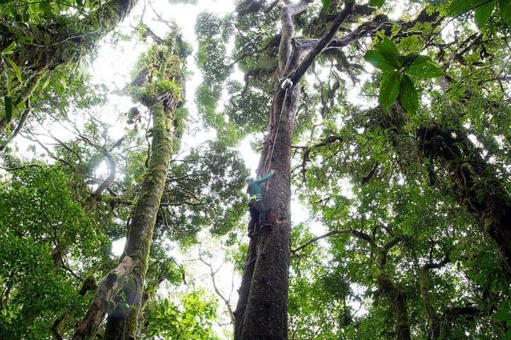 Sky Tram- Sky Trek & Arboreal Tree Climbing From Monteverde