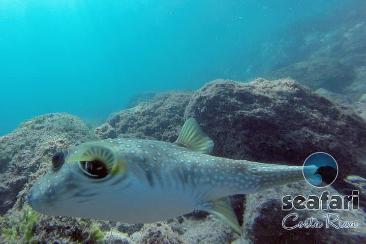 Puffer fish 
Snorkeling Costa Rica