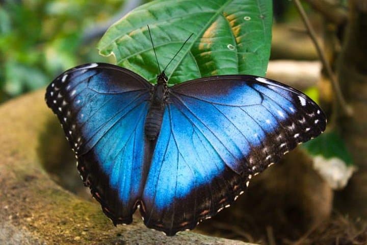 Morpho Butterfly
