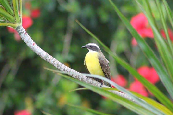 Bird-Watching and Wildlife Tour