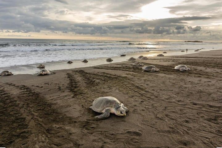 Turtle Watching Tour /every evening