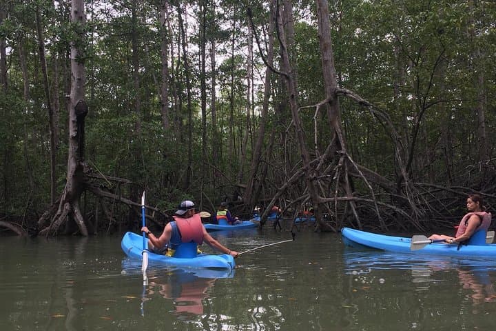 kayak in the mangrove