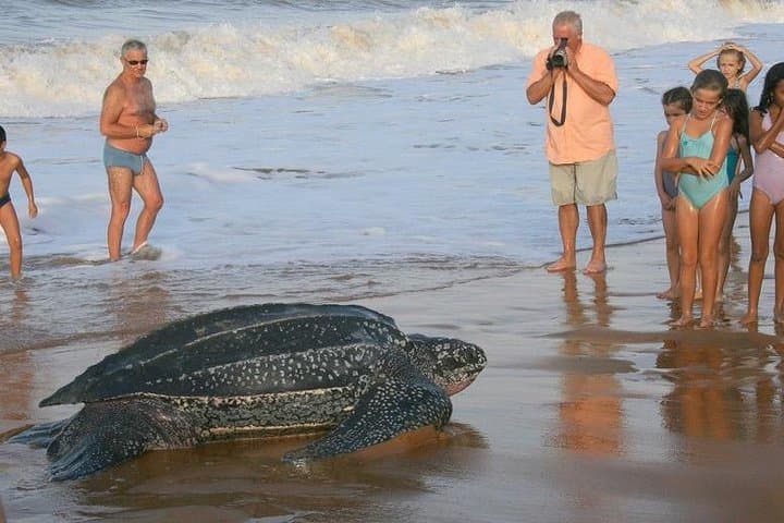 1 Night, 2 Days - PACUARE + Pacuare Reserve (Near to Tortuguero National Park)