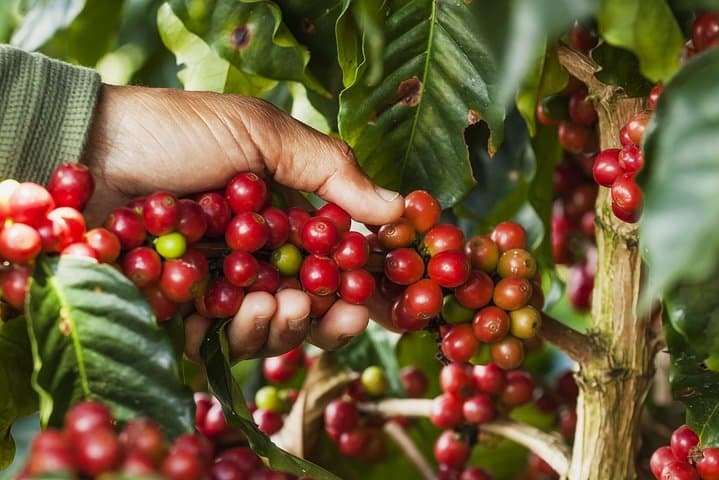 Doka Estate Coffee Tour & La Paz Waterfall Gardens. Private Tour