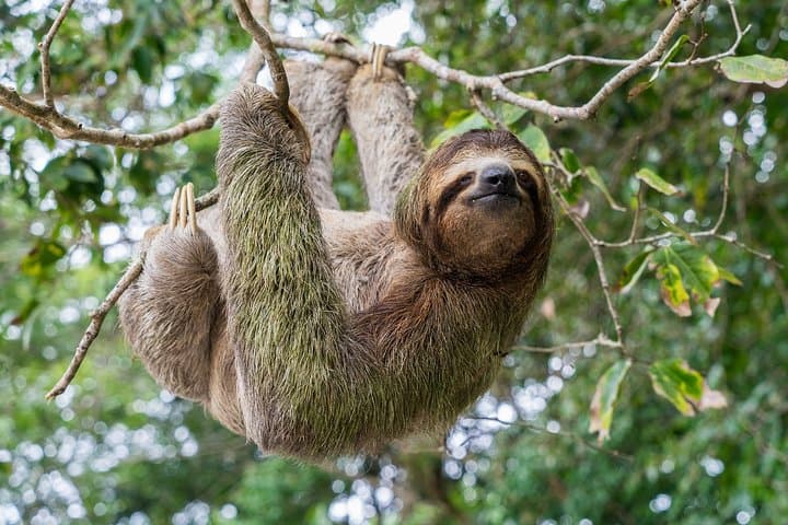 Costa Rica Wildlife. Visit to Zooave. Private Tour