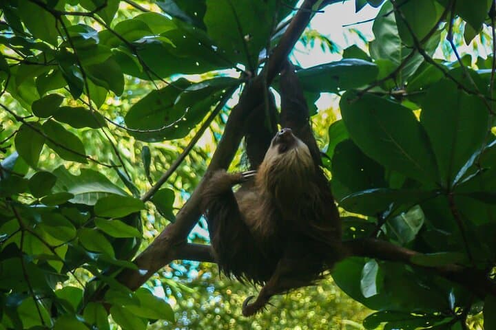 Sloth from the Caribbean Coast