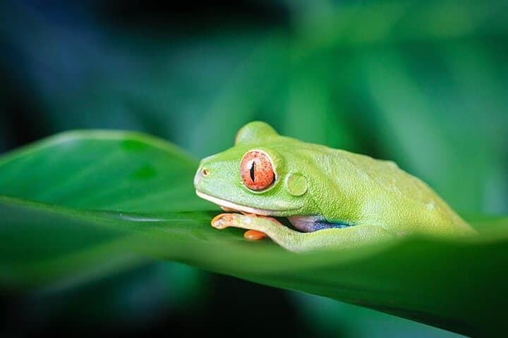 Tortuguero National Park Adventure 3D/2N