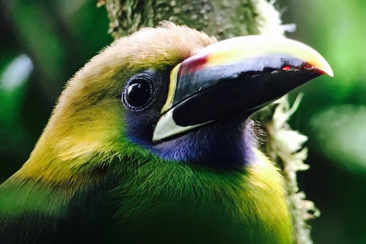 Northern Emerald Toucanet