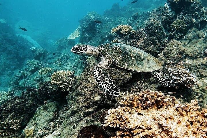 Turtle in Cano Island
