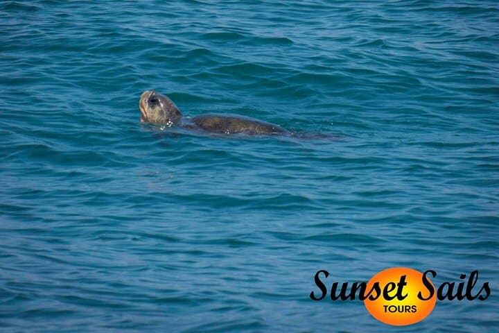 Sunset Sails Tours Morning tours (9am).