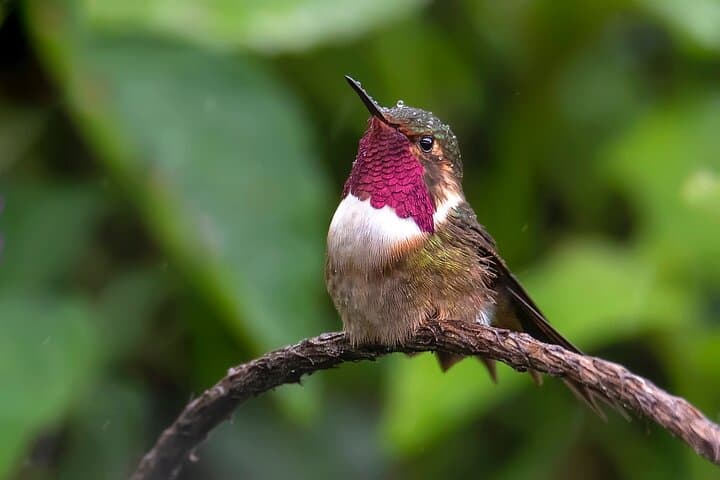 Volcano Hummingbird 
endemic sp