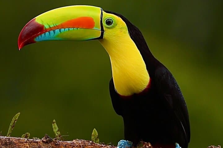 A keel-billed toucan, with its striking multi-colored beak, perched on a branch in a tropical setting.