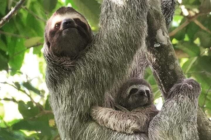 Paradise Manuel Antonio
Nature Tours