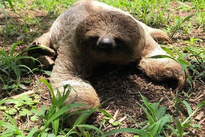 Sloth