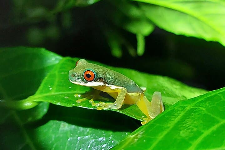 stream frog