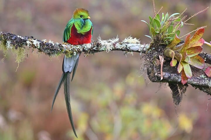 Resplentent Quetzal