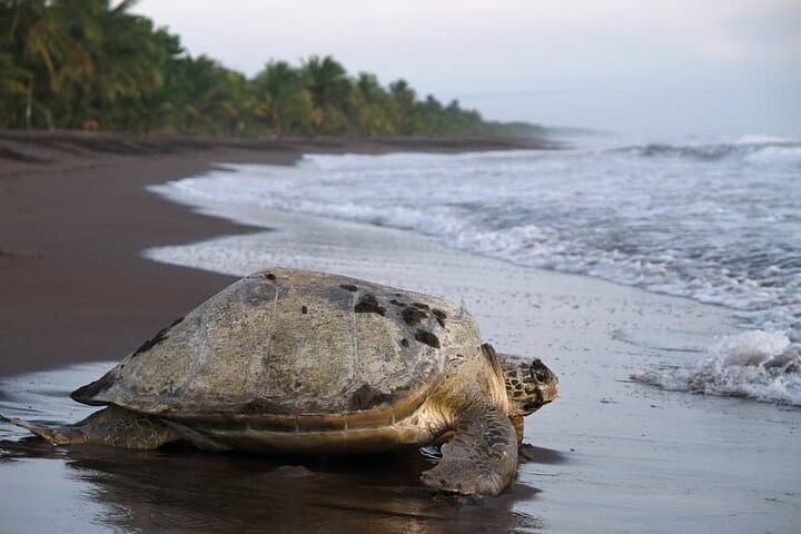 Shuttle From San Jose Airport To La Pavona / Tortuguero Dock