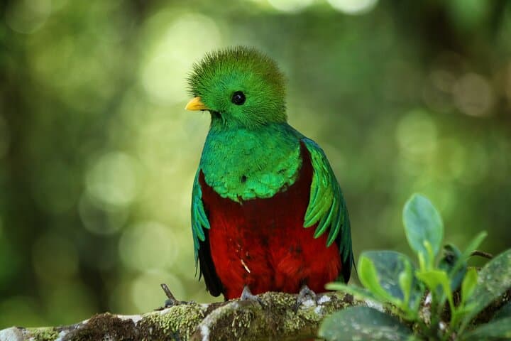 PRIVATE Guided Walk to the Monteverde Cloud Forest Preserve