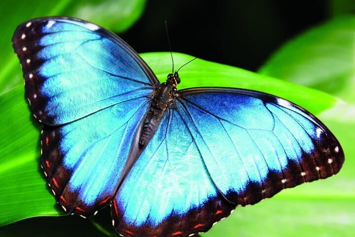 Monteverde hiking trails & Chocolate- coffee & Sugar cane tour