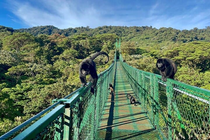 Hanging Bridges Monteverde Cloud Forest - Native's Way Costa Rica Tours & Packages