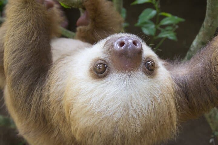 Arenal Sloths Lovers Tour & Baldi Hot Springs. Private tour from San Jose.