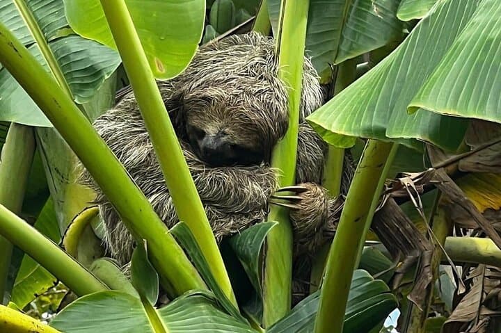 Jungle River, Sloth Sanctuary and Poisonous Frogs.