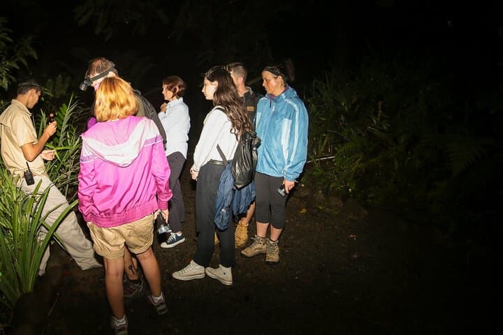 Síndria Twilight Walk through the Rainforest