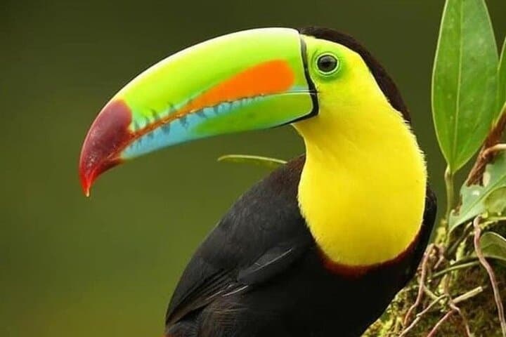 Keelbilled toucan
Curicancha wildlife tour