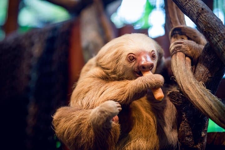 Luxury Private Tour with Transfer and Accommodation from Costa Rica