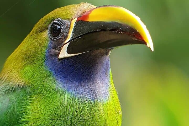 Northend Emerald toucanet
Monteverde Cloud Forest Tour with Johnny loves nature