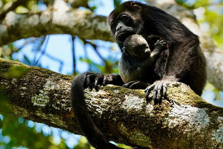 Tamarindo Birdwatching Crocodiles and Monkey Tour