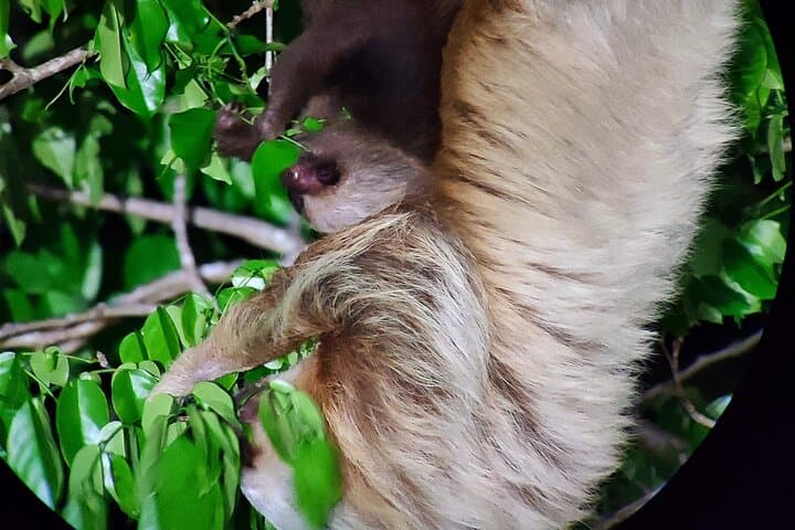 Two toed Sloth 
 Wildlife Night tour with johnny loves nature Monteverde Nigh tour