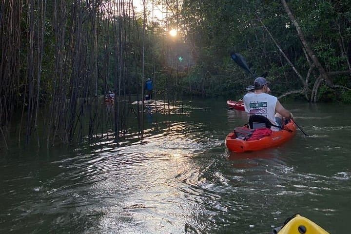 Kayak Mangrove Tour in Manuel Antonio