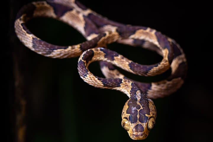 Chachagua Rainforest Night Walk Tour