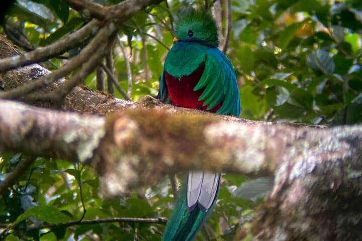 Birdwatching tour with local guide + Binoculars