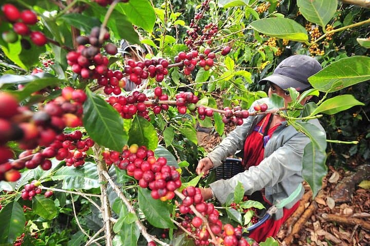Explore Local Culture and Coffee Tour from Guanacaste
