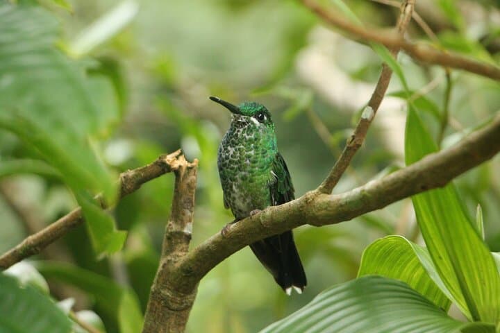 Full Day Private Tour in Monteverde, Costa Rica